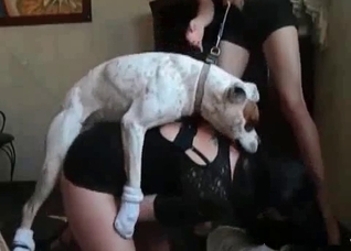 Impressive sex with a white dog