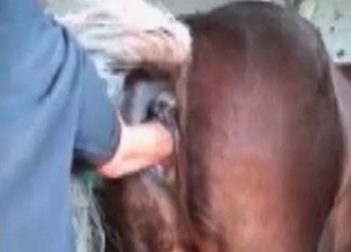 Dude is preparing his lovely horse