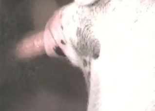 Hot animal penetration in the close-up