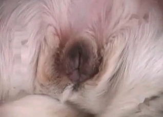 Small puppy is being fucked in the ass