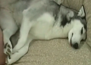 Awesome doggy is being analized hard