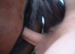 Hard sex with a nice animal