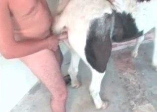 Zoophile with his lovely farm animal