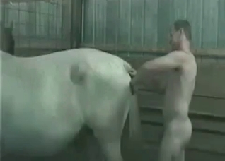 Filthy stallion is being fucked