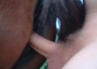 Horse is being pounded hard in the anal
