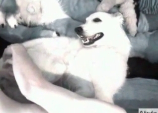 Dog is being fucked hard by a male