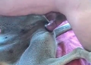 Dog is being filled with his cock