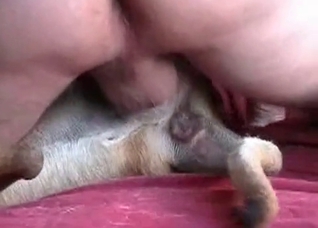Dog is being filled with his cock