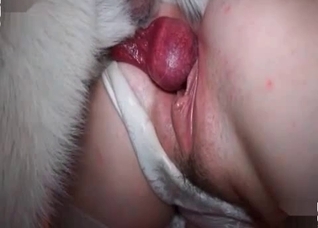 Hairy white doggy is banging so dirty