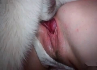 Hairy white doggy is banging so dirty