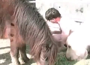 Horse is being pounded in the asshole