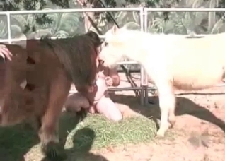 Horse is being pounded in the asshole