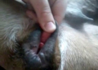 Dog is being fucked hard by a zoophile