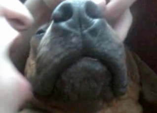 Dog is being fucked hard by a zoophile