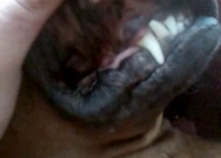 Dog is being fucked hard by a zoophile