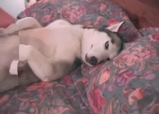 Truly perverted bestiality action