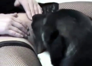 Husky is sucking a juicy vagina