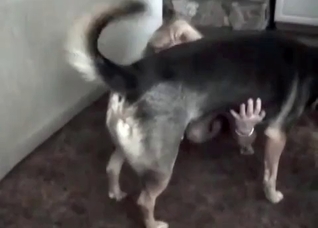 Husky is sucking a juicy vagina