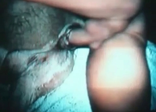 Horse is being pounded by a guy