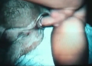 Horse is being pounded by a guy