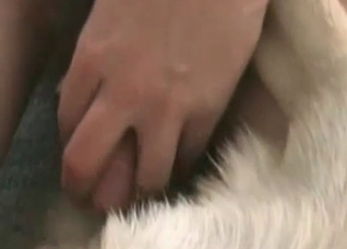 Animal porn with a trained retriever