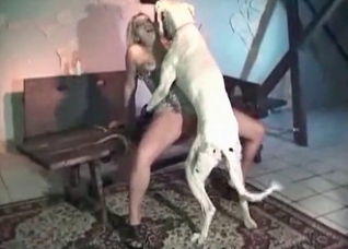 Dog fucks with a nice young babe