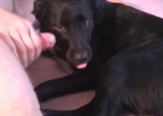 Crazy black dog gives a blowjob