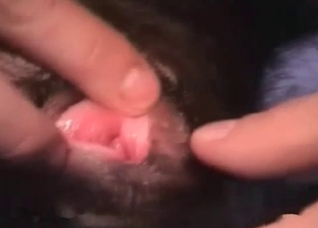 Crazy black dog gives a blowjob