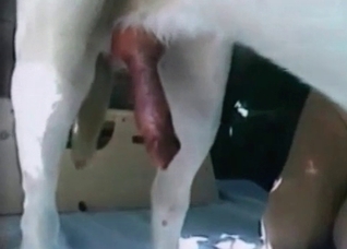 Great-looking animal porn action