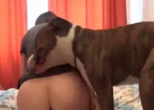 Dirty sex with a hardcore retriever