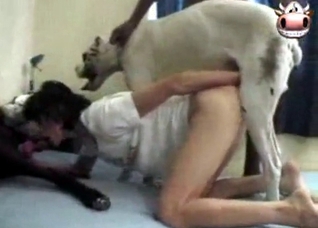 Cute girl is sucking a doggy dong